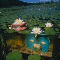 Fish Tank Sonata Ilfachrome - Lilies Wavered Upon the Limpid Stream