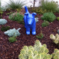 Blue Dog - Another Happy Home in San Luis Obispo